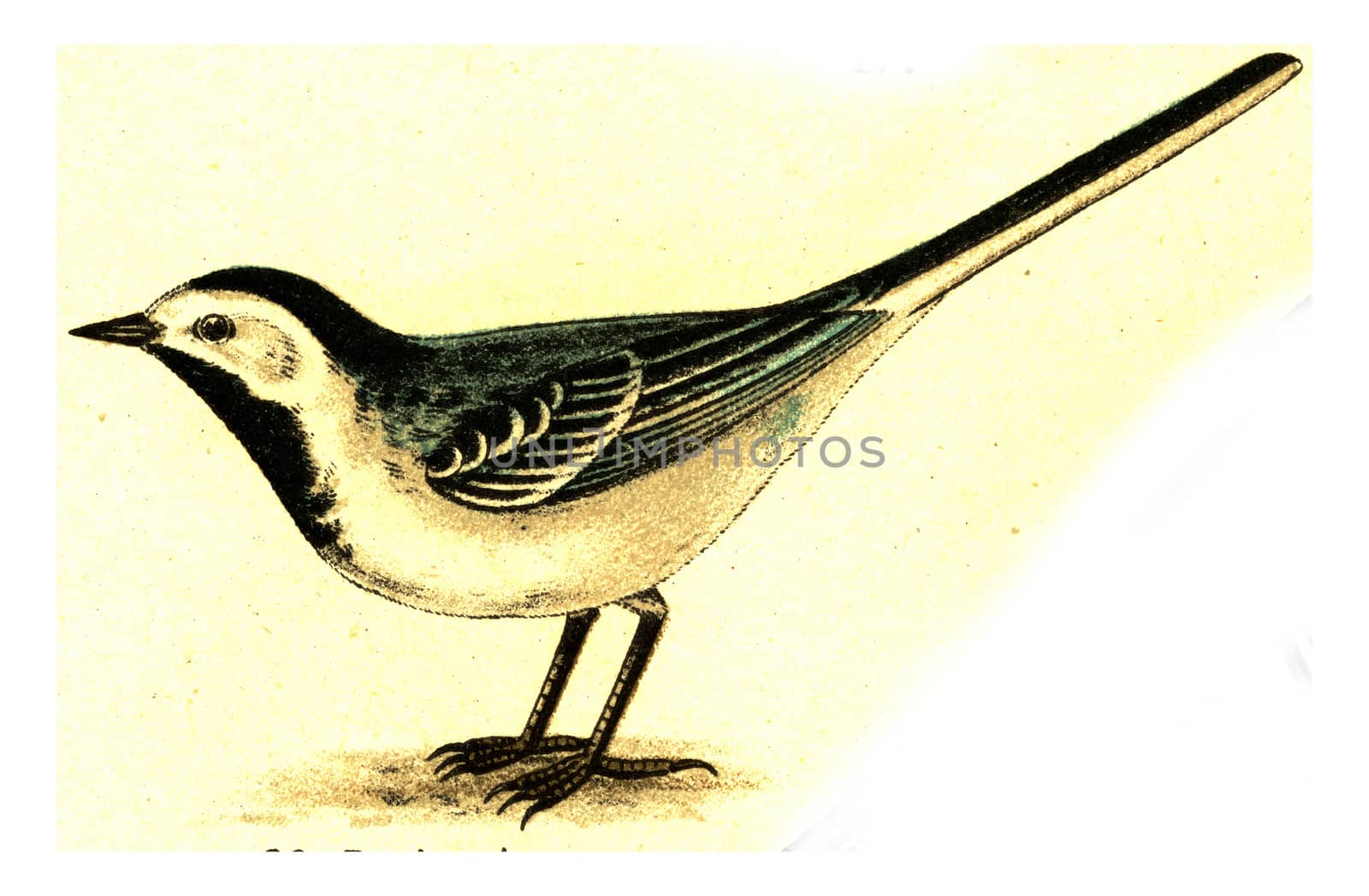 Wagtail, vintage engraving. by Morphart