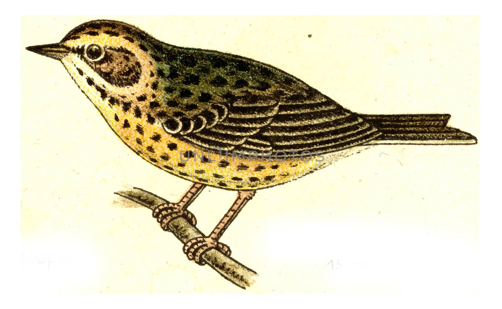 Tree pipit, vintage engraved illustration. From Deutch Birds of Europe Atlas.
