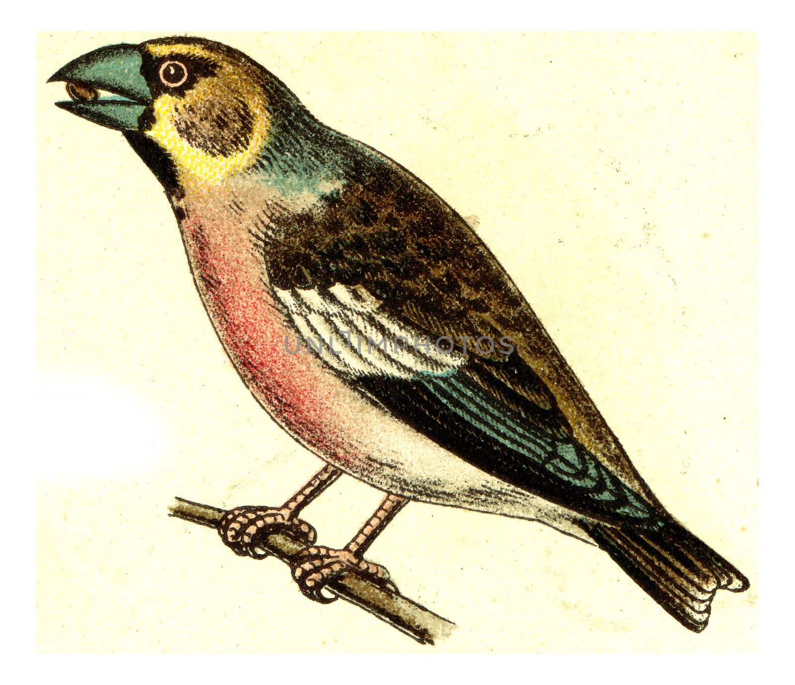 Grosbeak, vintage engraved illustration. From Deutch Birds of Europe Atlas.
