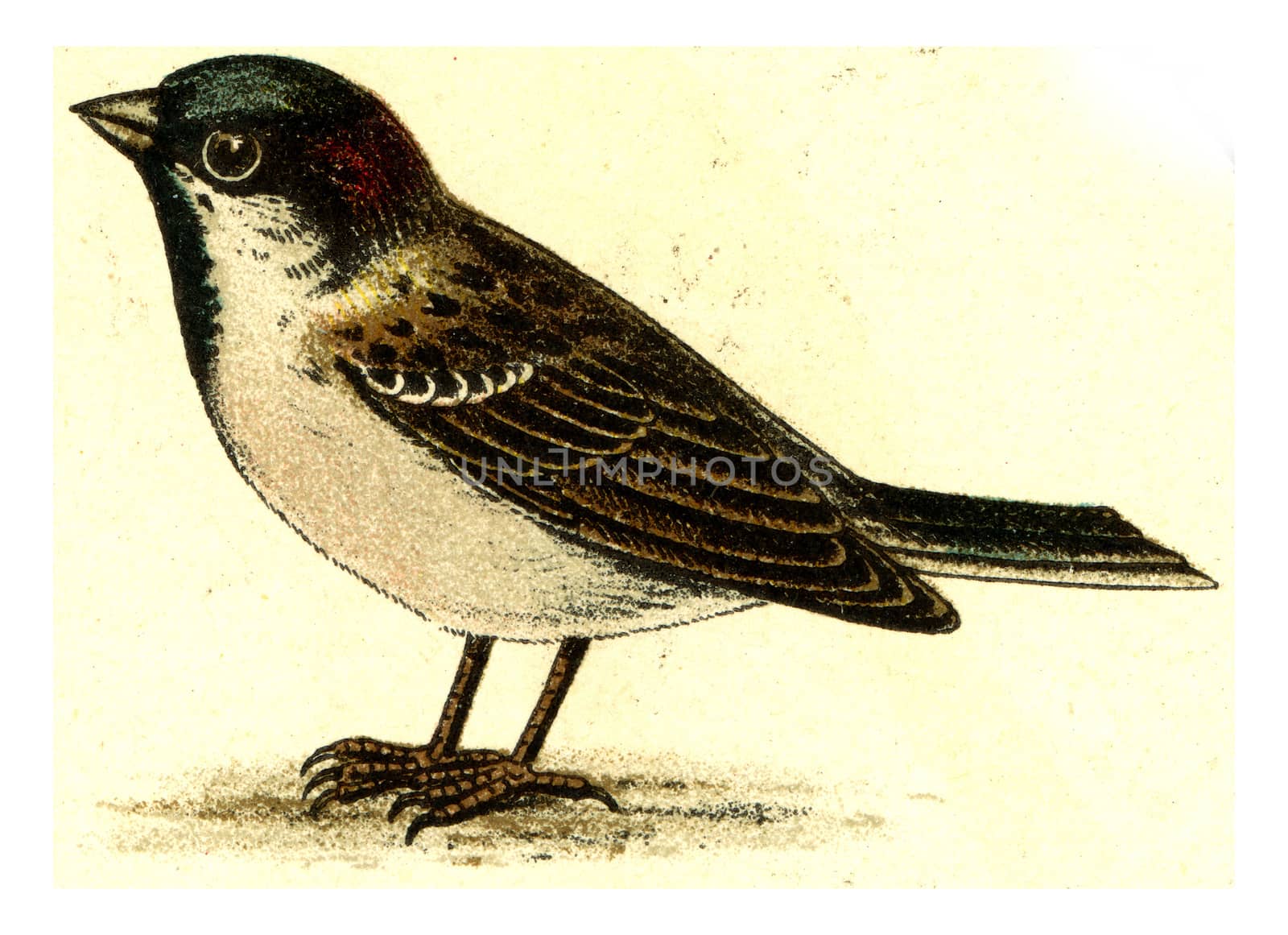 Sparrow, vintage engraved illustration. From Deutch Birds of Europe Atlas.
