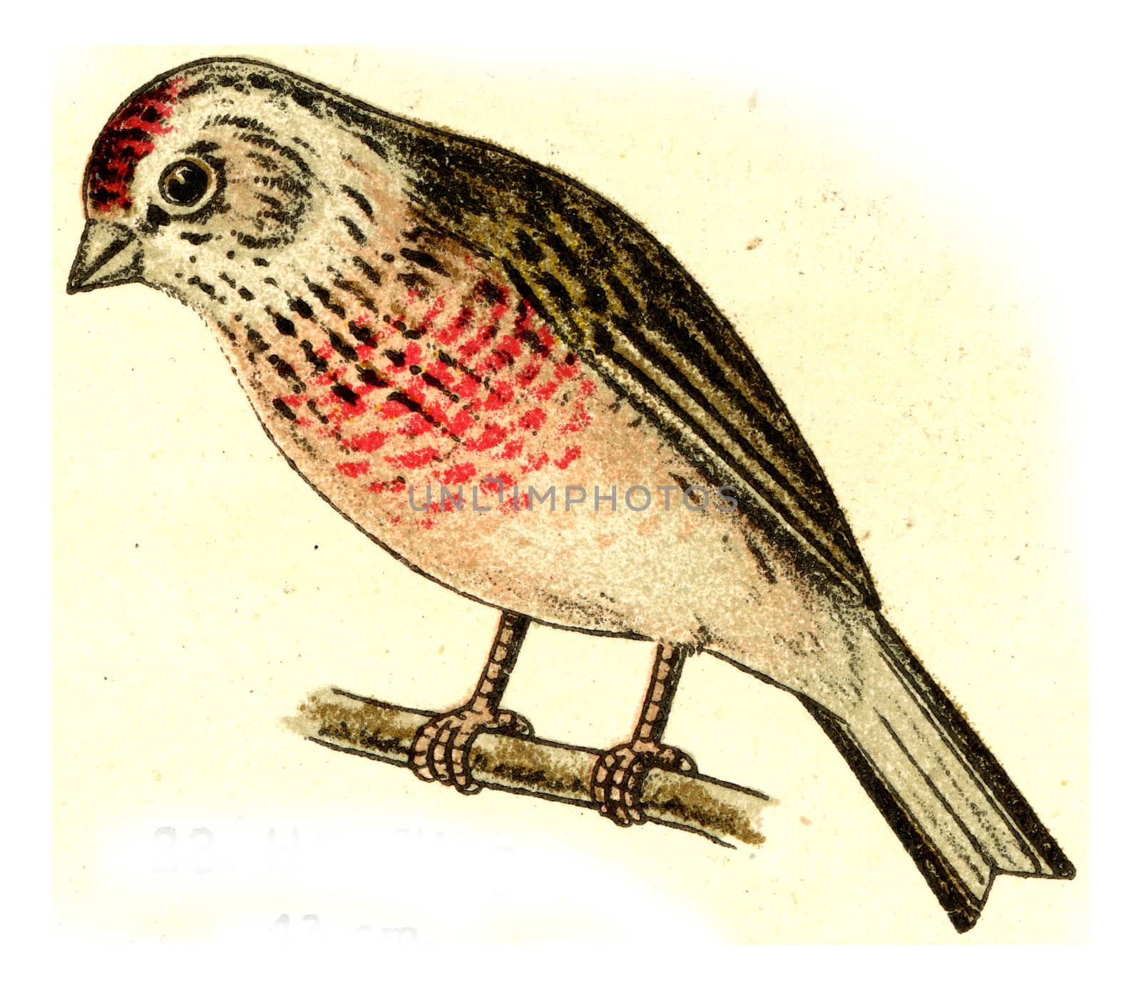Linnet, vintage engraved illustration. From Deutch Birds of Europe Atlas.
