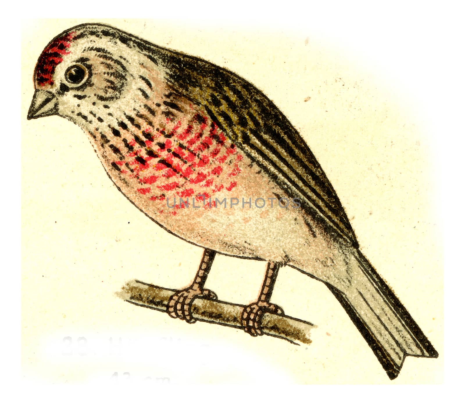 Linnet, vintage engraving. by Morphart