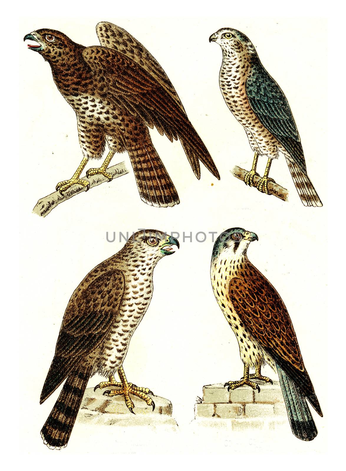 Common Buzzard, Sparrowhawk, Northern goshawk, Common kestrel, vintage engraved illustration. From Deutch Birds of Europe Atlas.

