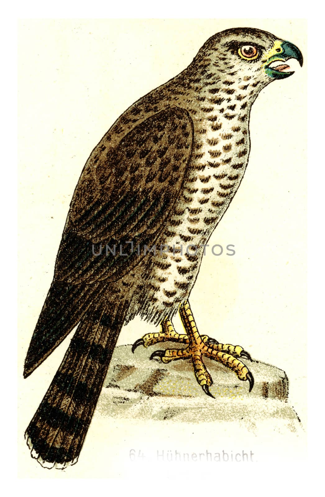 Northern goshawk, vintage engraved illustration. From Deutch Birds of Europe Atlas.
