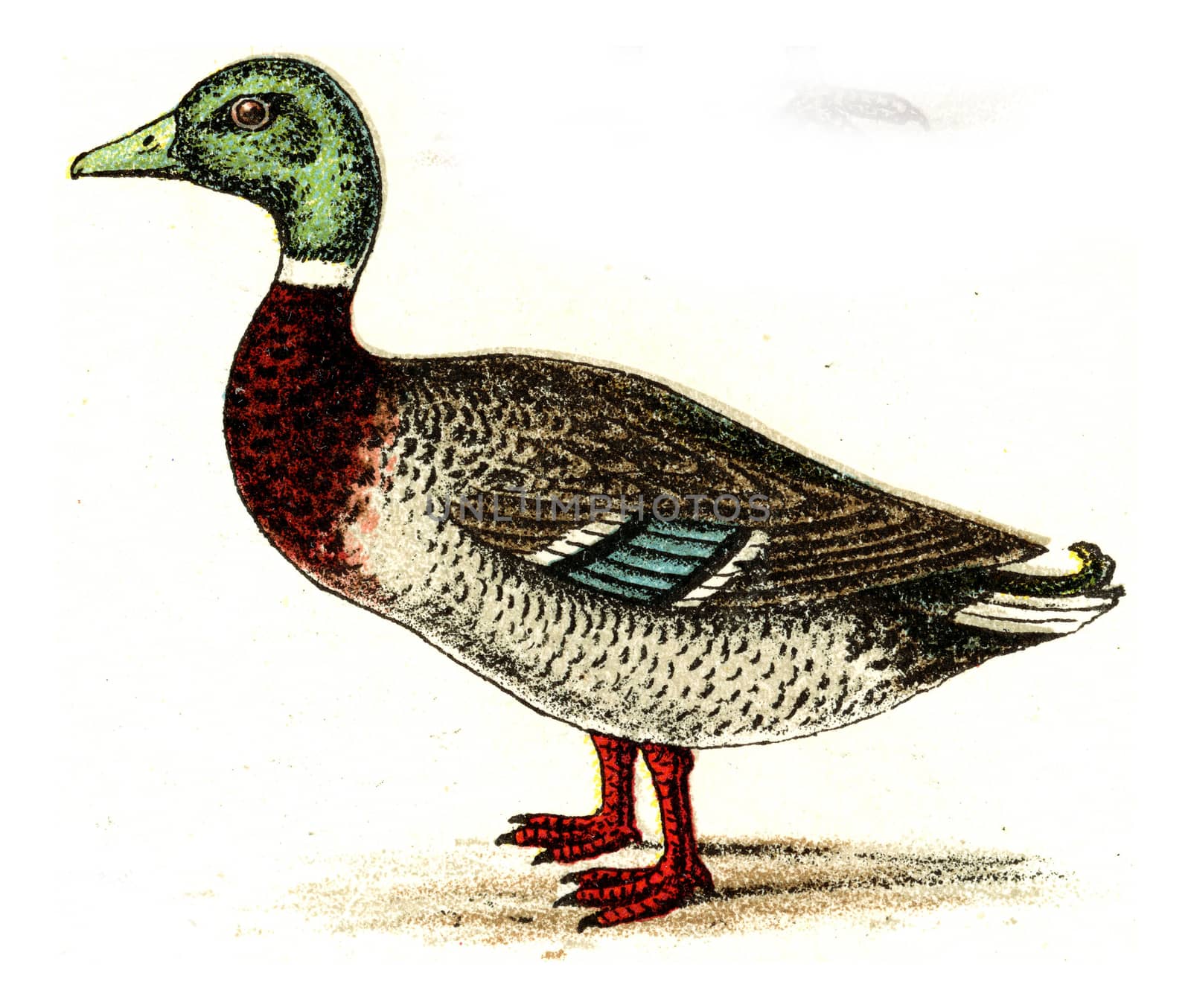 Mallard, vintage engraved illustration. From Deutch Birds of Europe Atlas.
