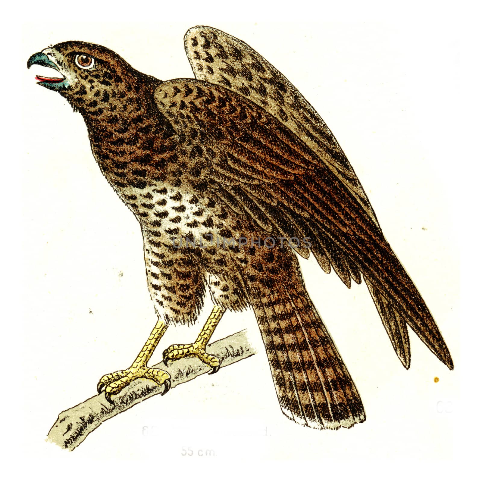 Common buzzard, vintage engraved illustration. From Deutch Birds of Europe Atlas.
