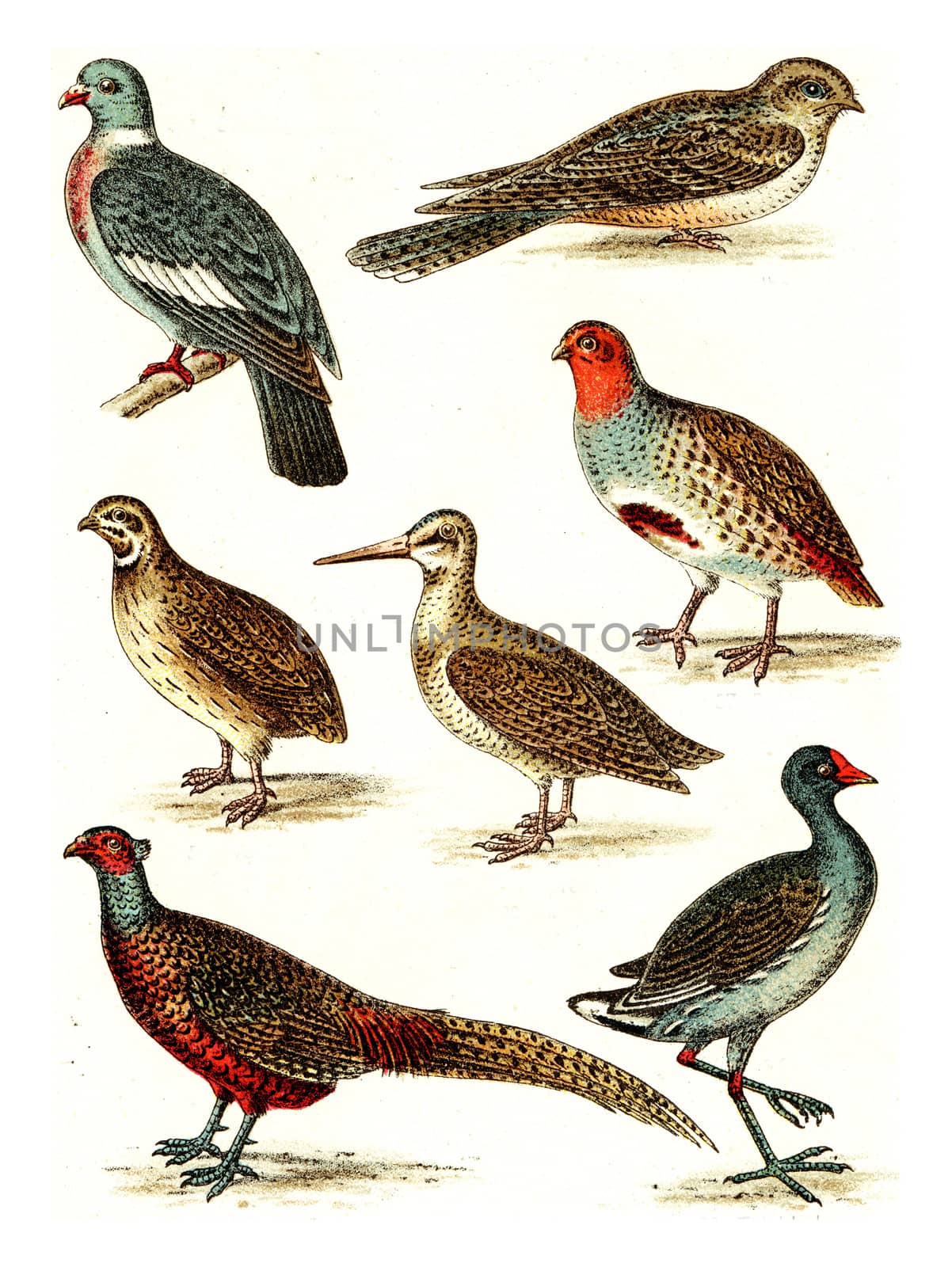 Wood pigeon, Nighthawk, Partridge, Quail, Snipe, Pheasant, Moorhen, vintage engraved illustration. From Deutch Birds of Europe Atlas.
