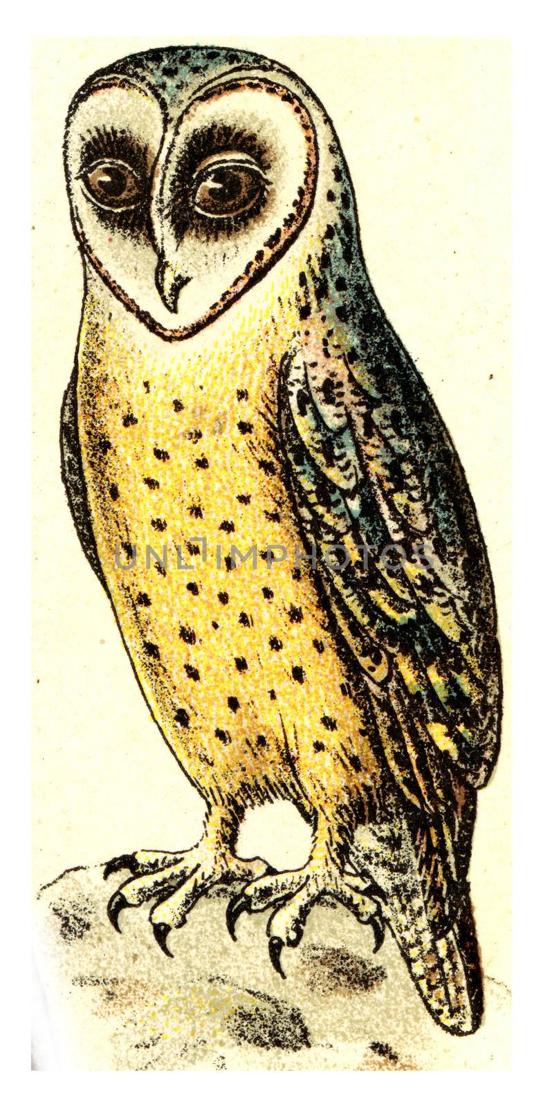 Barn owl, vintage engraved illustration. From Deutch Birds of Europe Atlas.
