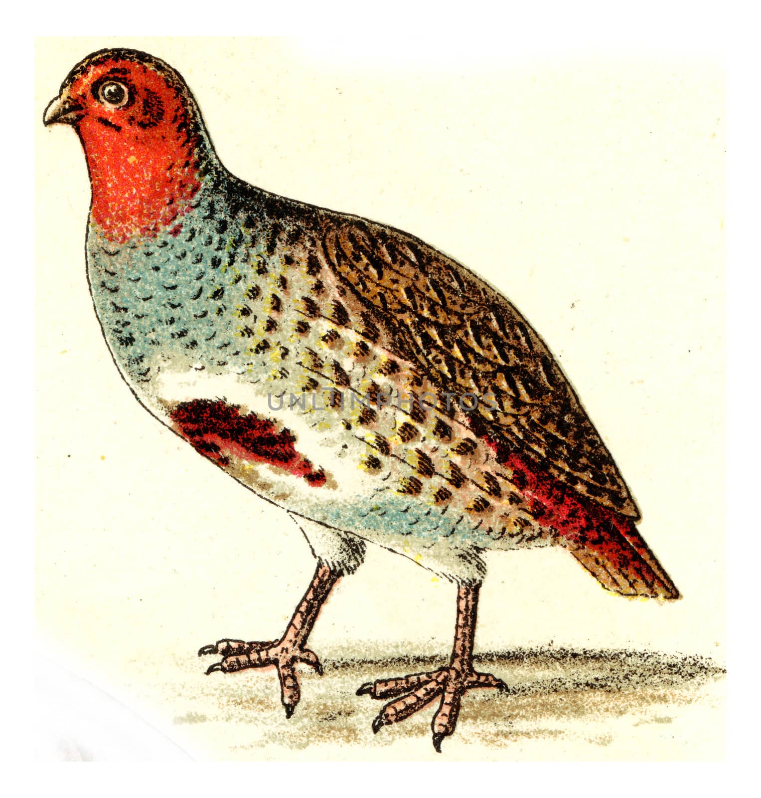 Partridge, vintage engraved illustration. From Deutch Birds of Europe Atlas.
