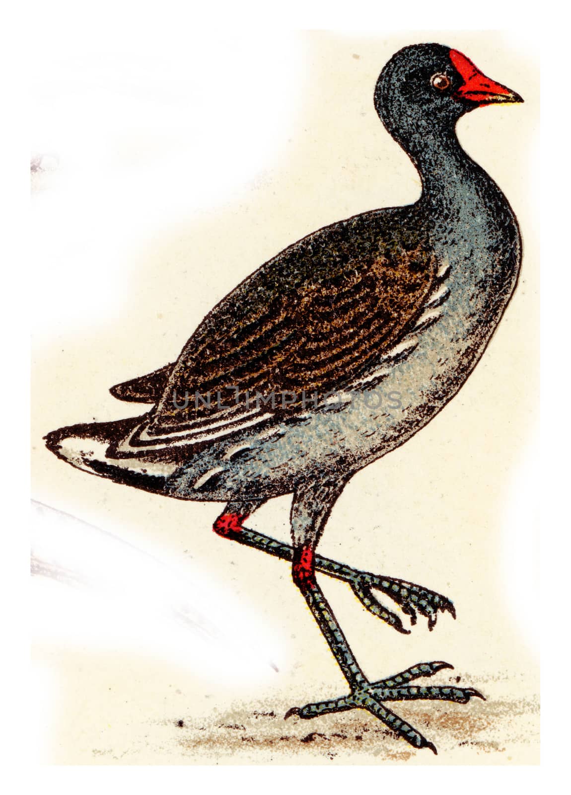 Moorhen, vintage engraved illustration. From Deutch Birds of Europe Atlas.
