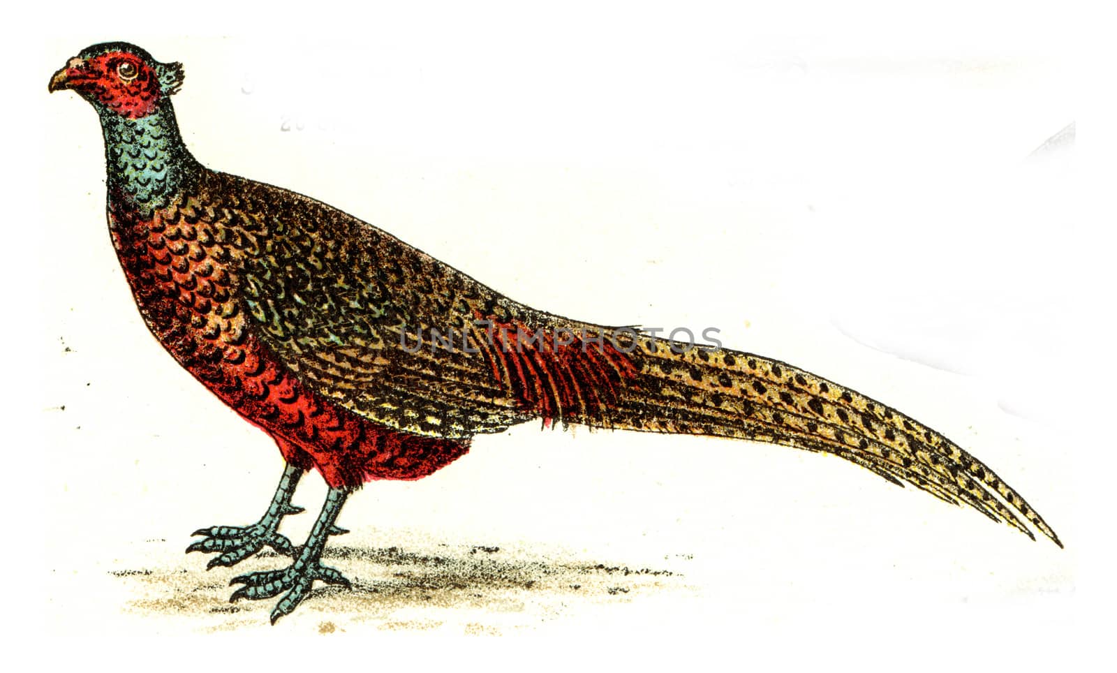 Pheasant, vintage engraved illustration. From Deutch Birds of Europe Atlas.
