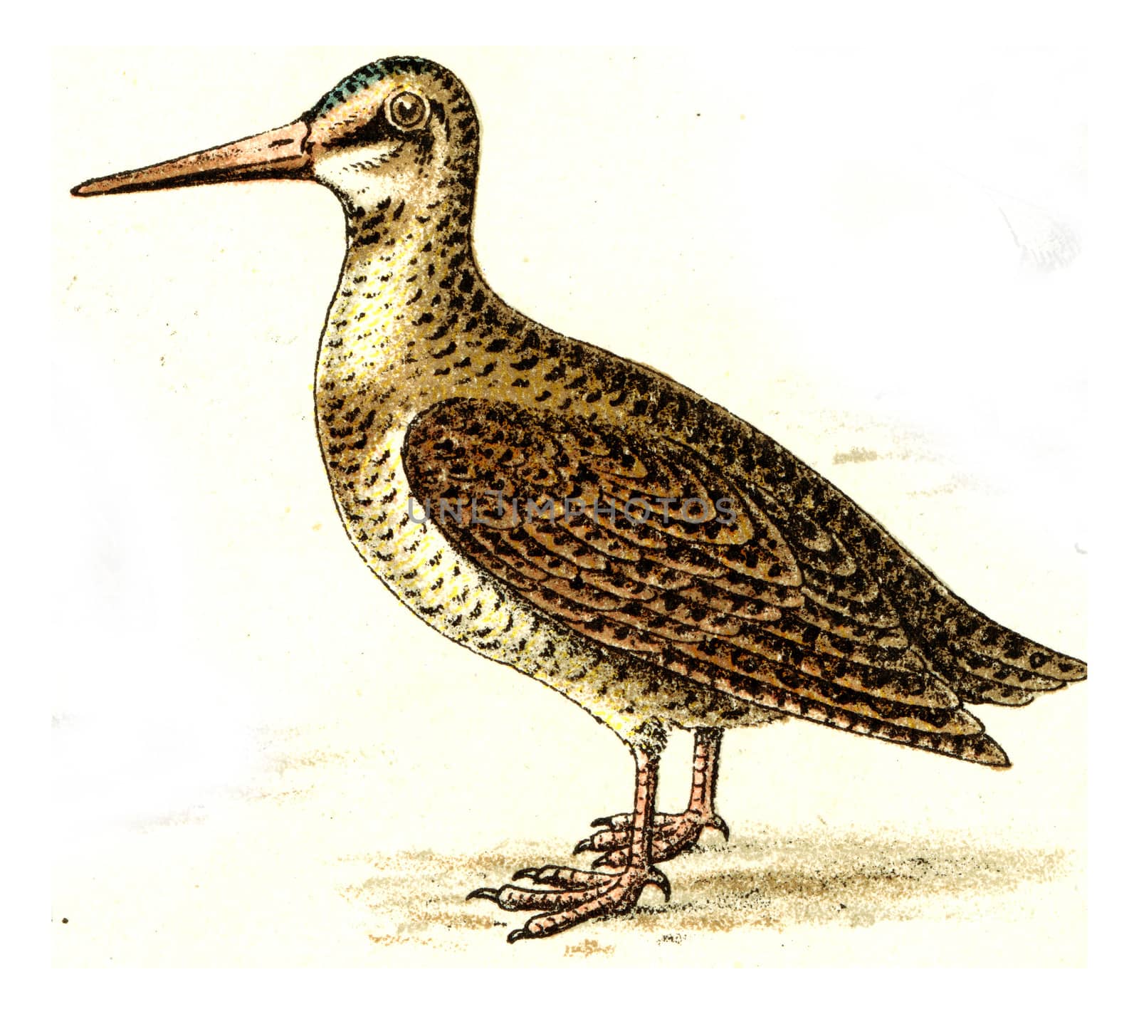 Snipe, vintage engraved illustration. From Deutch Birds of Europe Atlas.
