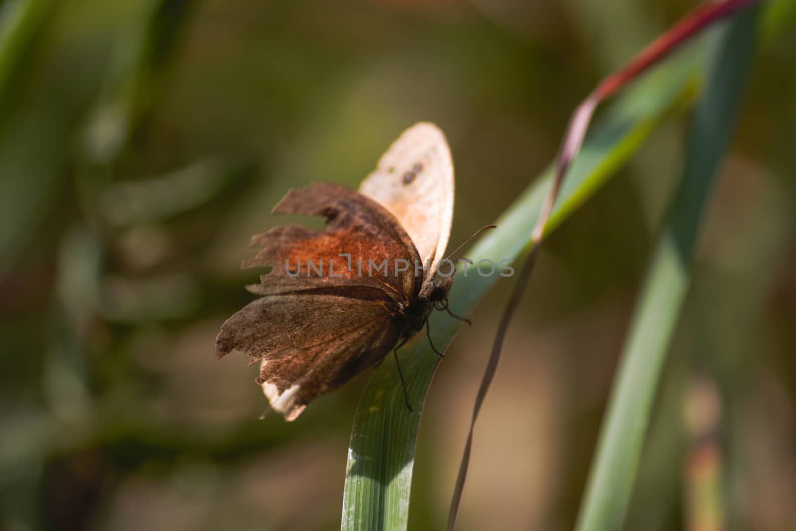 Meadow Brown Butterfly On Meadow Grass (Maniola jurtina) by jjvanginkel