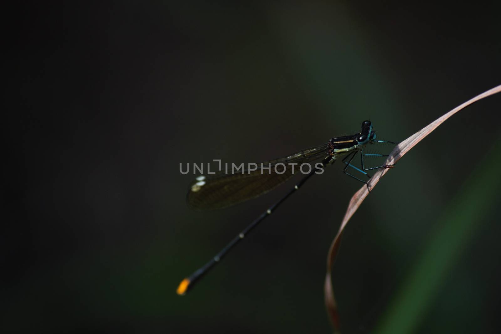 Gold tail damselfly (Allocnemis leucosticta) sitting on a blade of dry grass with parasite attached to its leg, Limpopo, South Africa