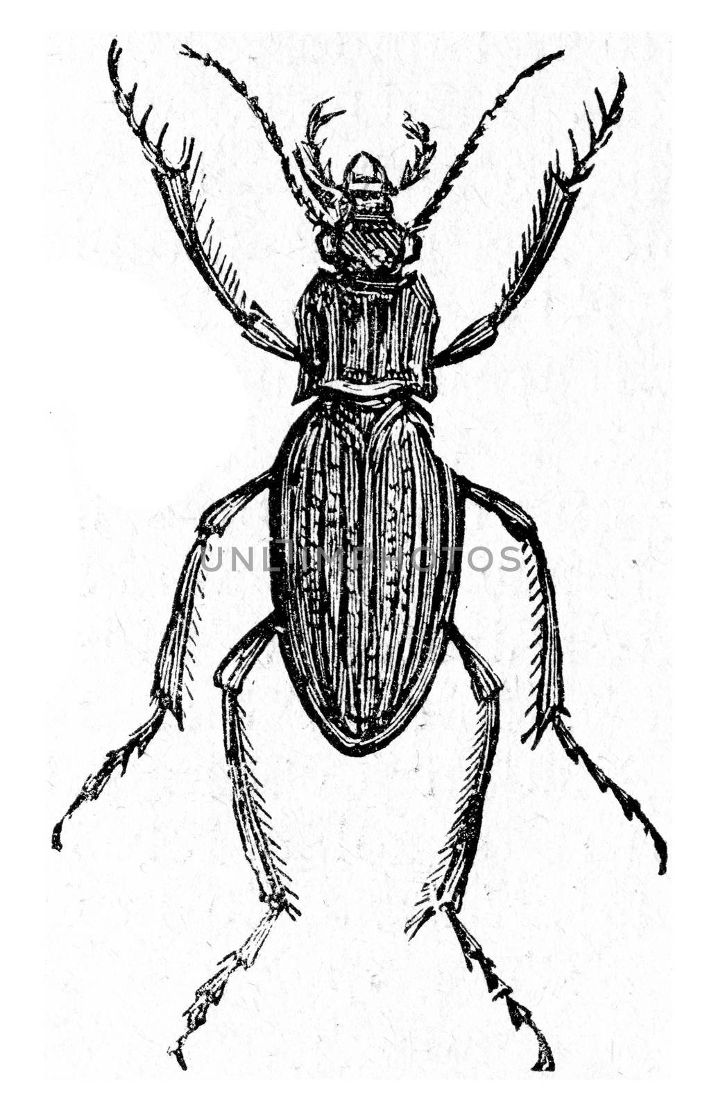 Carabus auratus, vintage engraved illustration.
