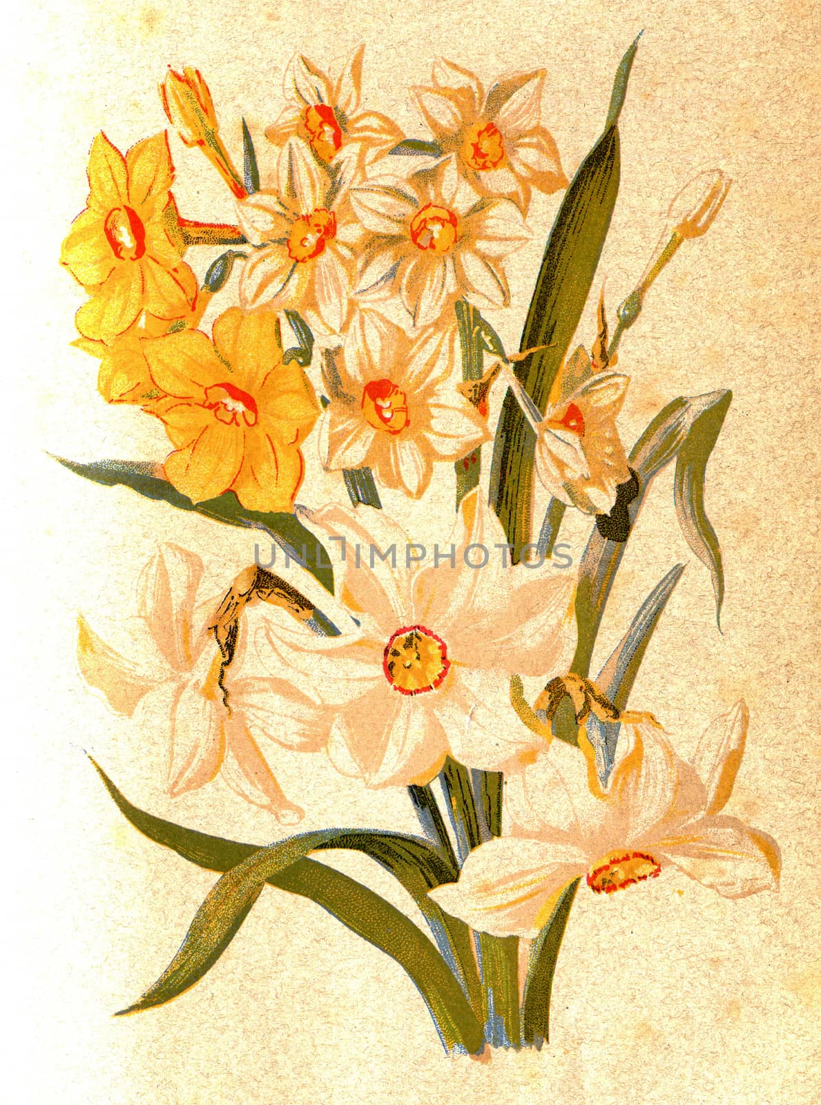 Narcissus, vintage engraved illustration.
