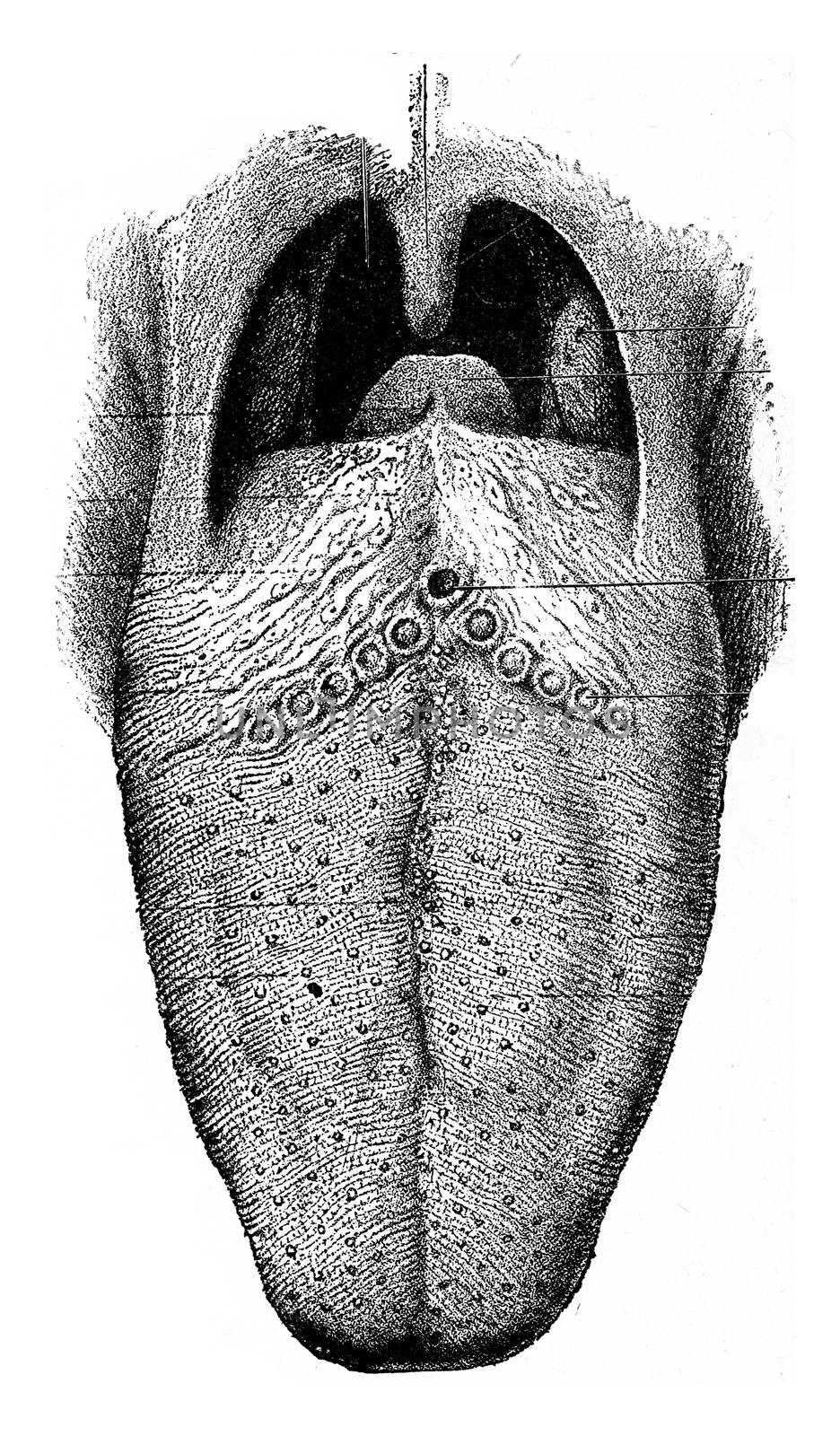 The tongue showing papilla, vintage engraving. by Morphart