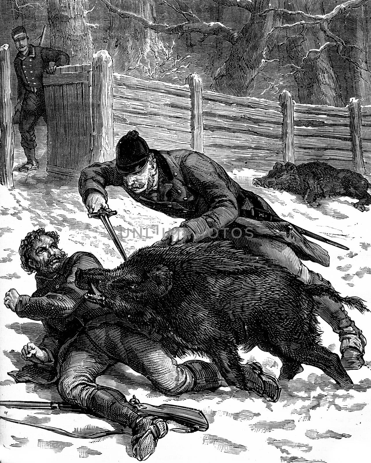 A boar hunt. One of the animals was thrown over a guard, vintage engraved illustration. Journal des Voyages, Travel Journal, (1879-80).