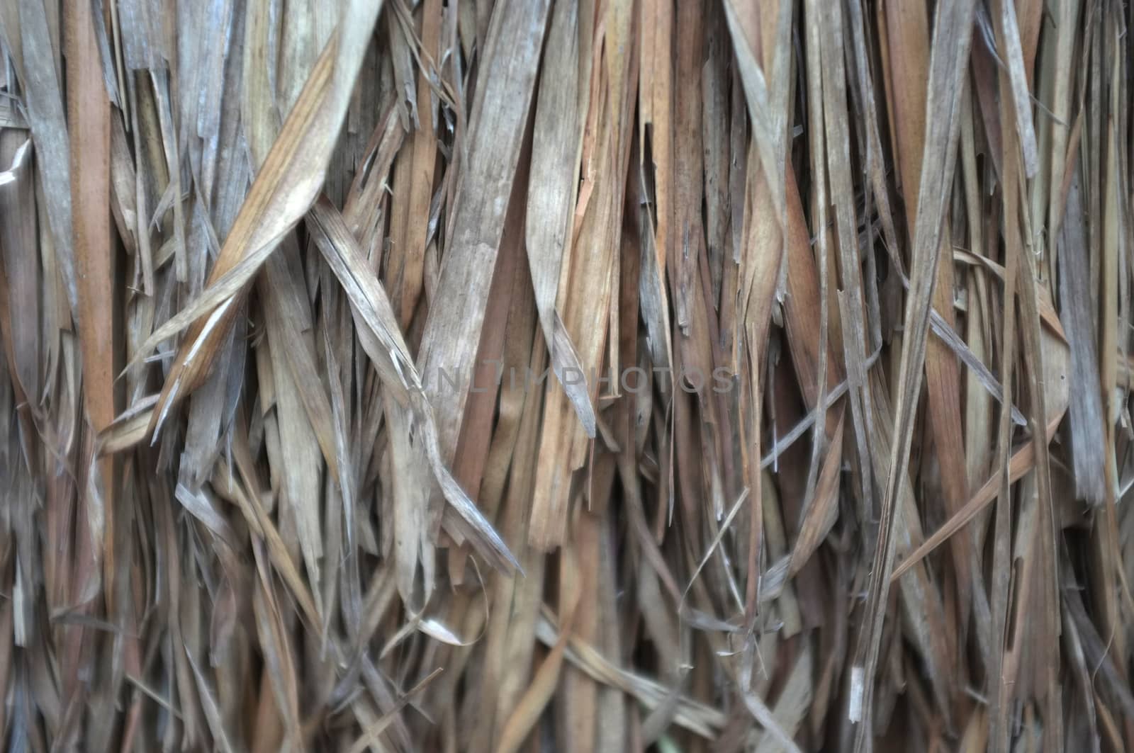 Close up view , dry straw thatch roof of traditional 