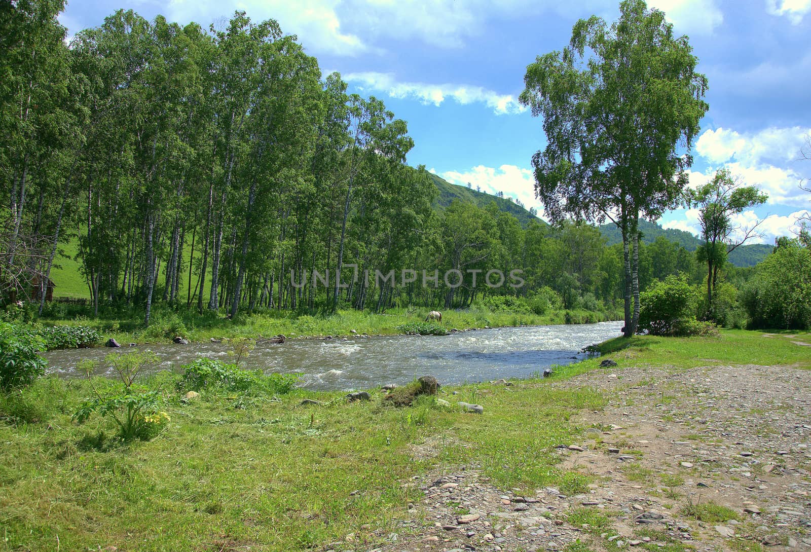 A small meadow on the banks of a mountain river surrounded by tall trees. Altai, Siberia, Russia.