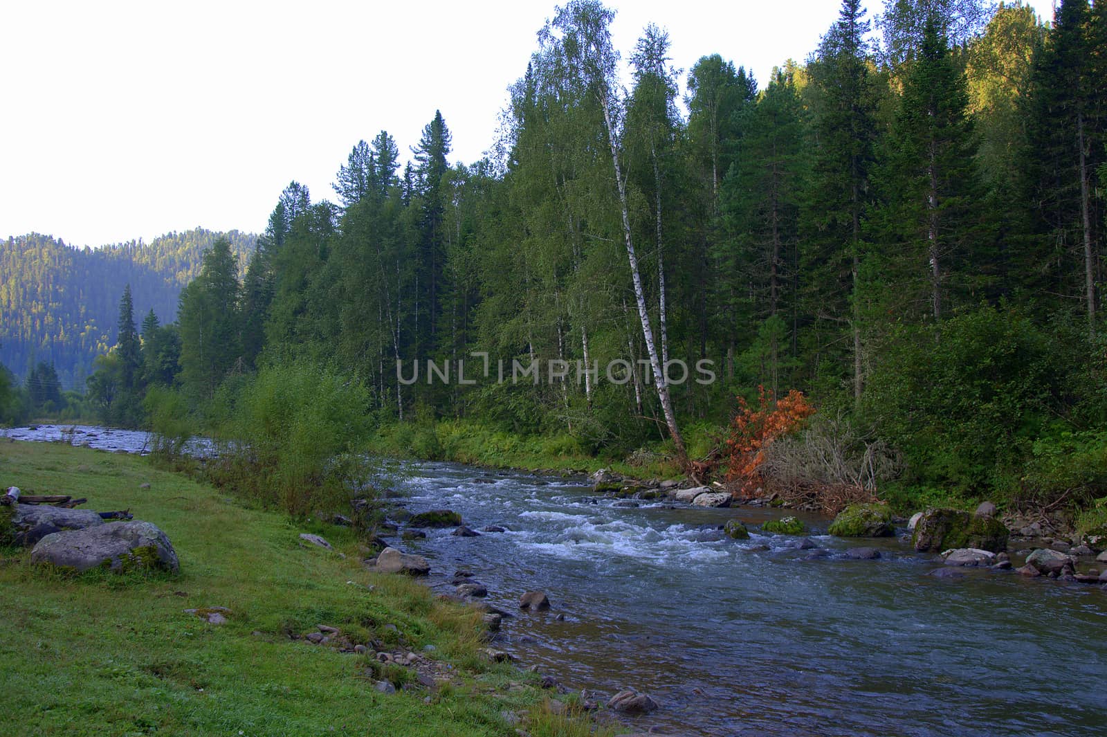 Fragment of a fast mountain river flowing through the forest. Altai, Siberia, Russia.