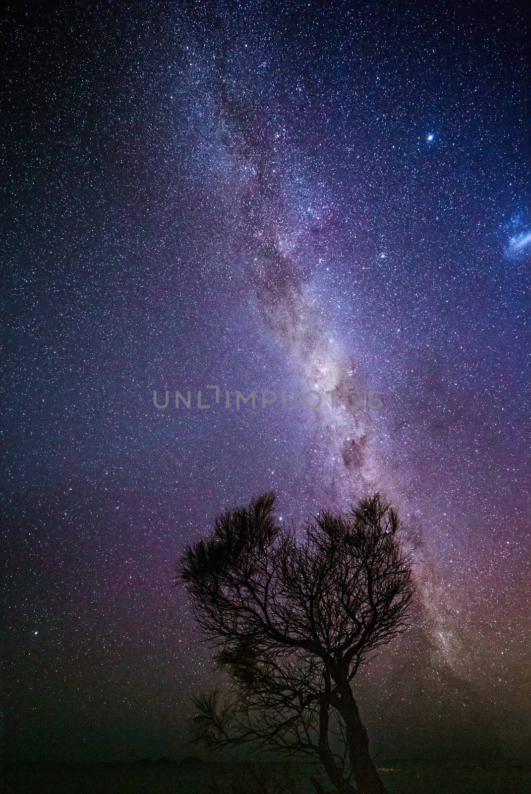 Quiet nights under a sky full of stars shining brightly from a small dark precipice above the ocean.  Lone tree silhouetted against the backdrop of so many stars and planets twinkling overhead