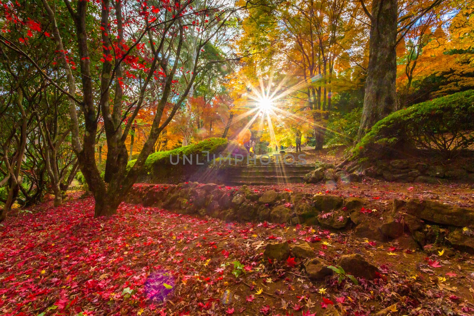 Sun shining brightly through Autumn garden by lovleah