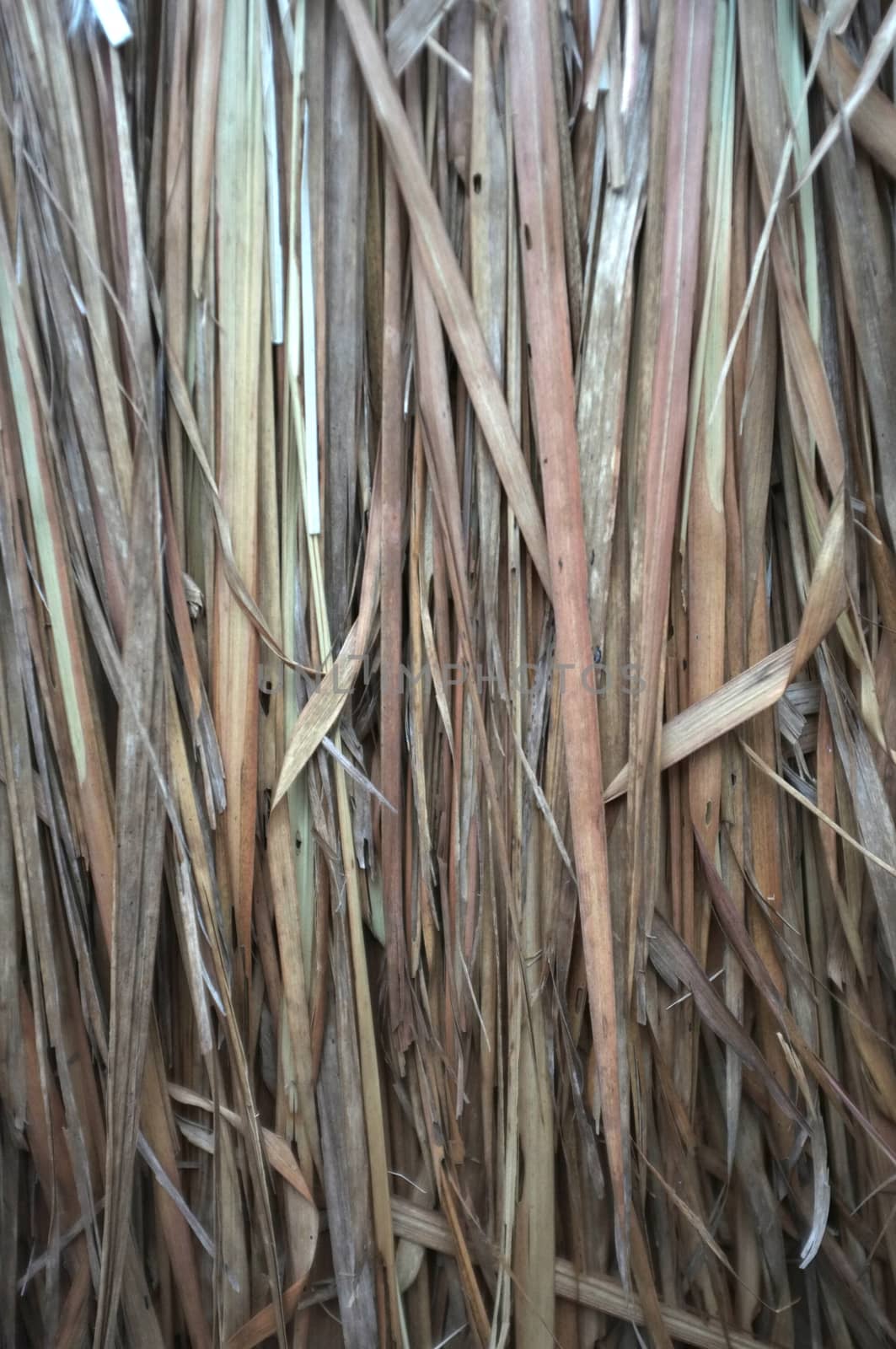Close up view , dry straw thatch roof of traditional 