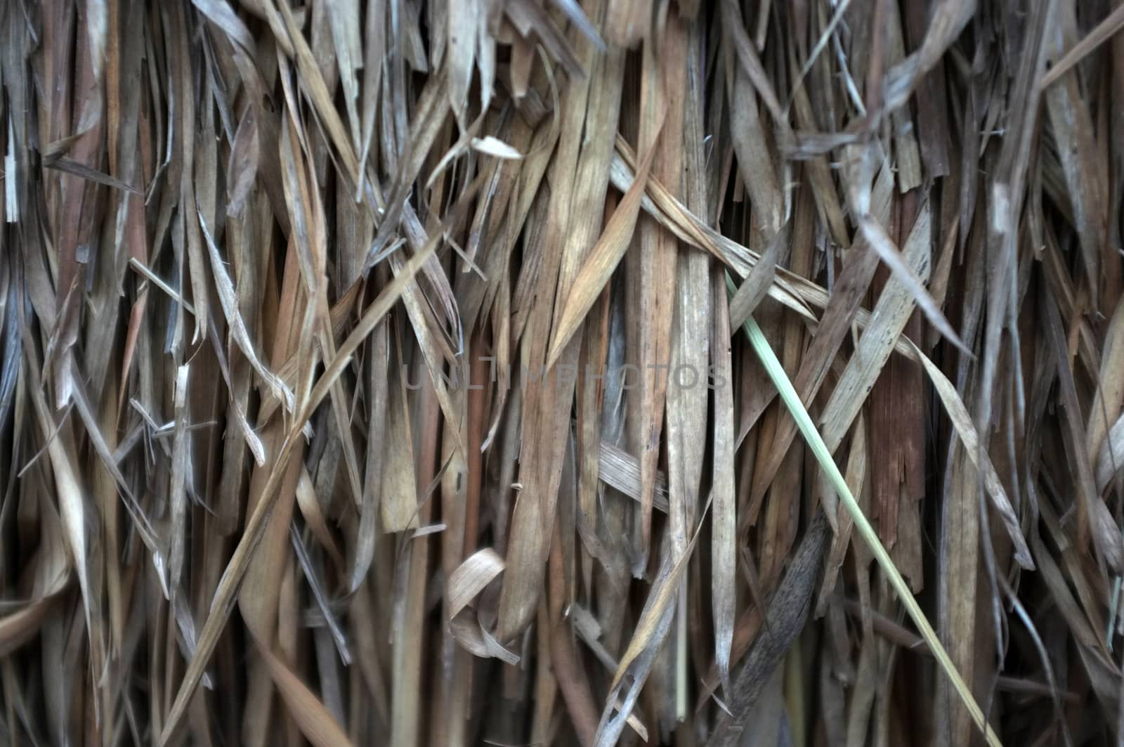 Close up view , dry straw thatch roof of traditional 