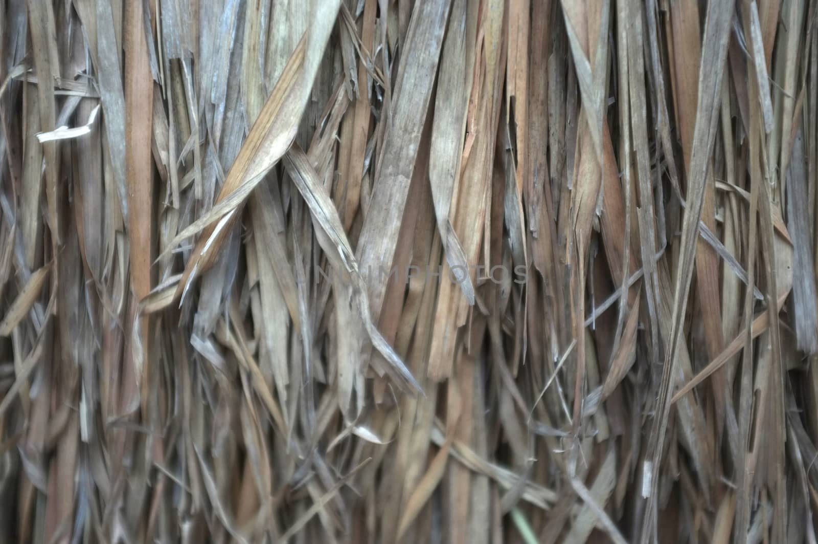 Close up view , dry straw thatch roof of traditional 