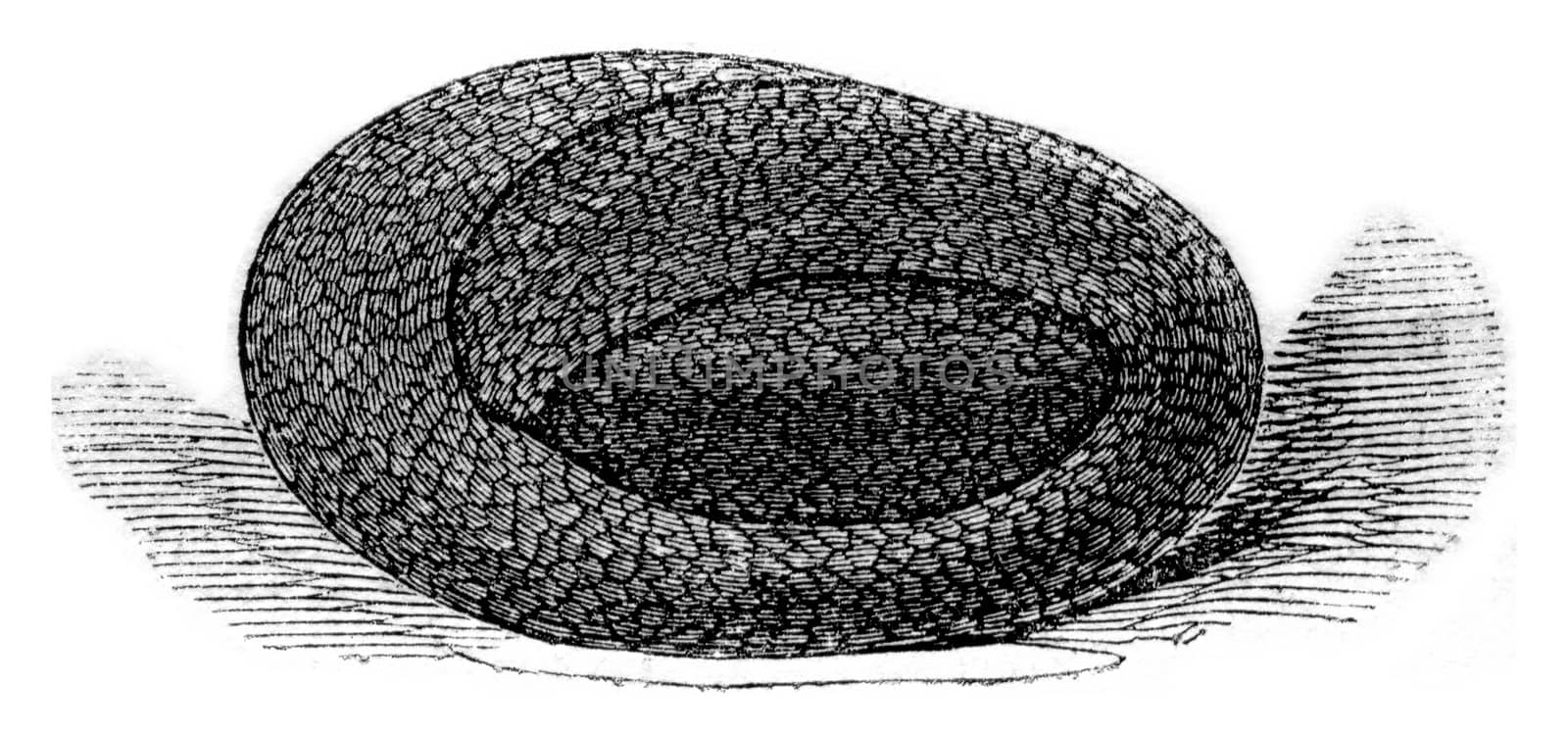 Small viper coiled on itself egg shaped such that it is in the body of the female, vintage engraved illustration. Magasin Pittoresque 1844.
