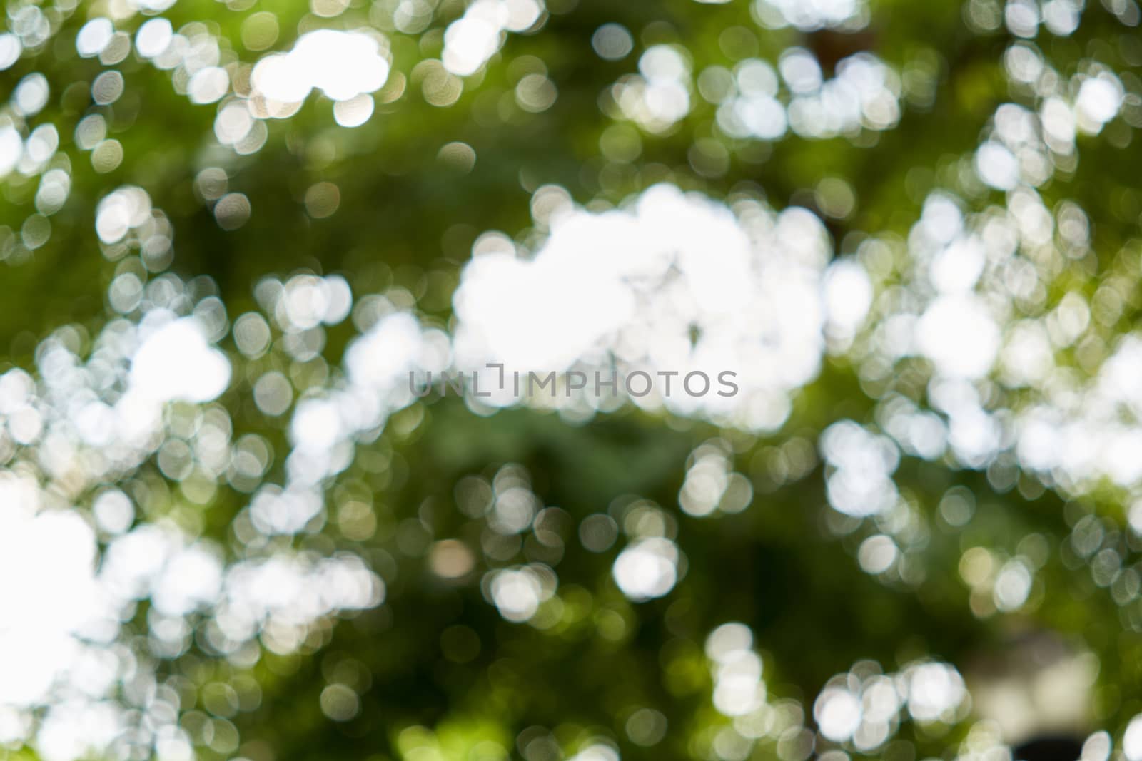 Bokeh of light from leaves of tree in forest use as background.