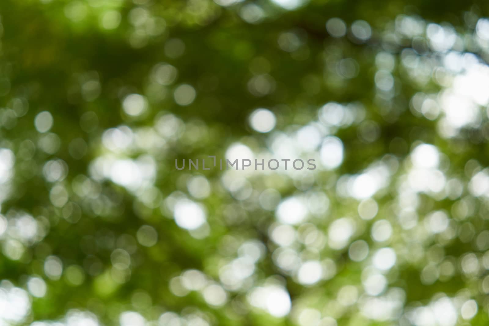 Bokeh of light from leaves of tree in garden by eaglesky