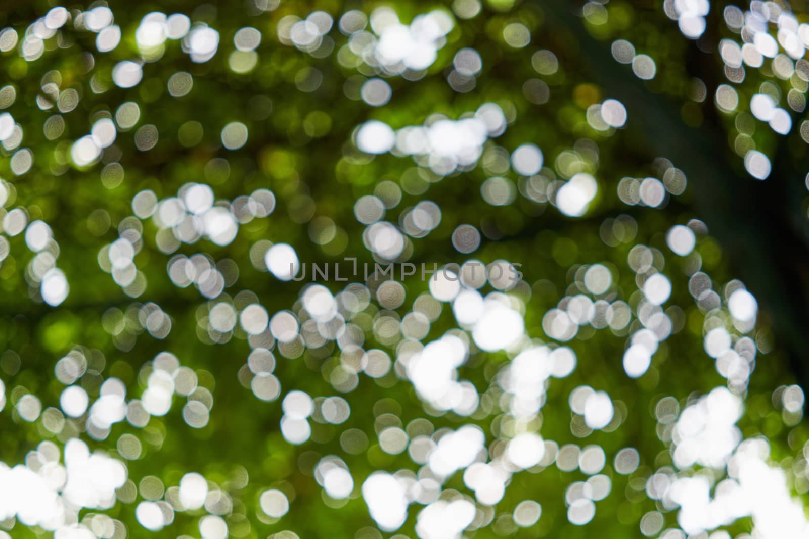 Bokeh of light from leaves of tree in park by eaglesky