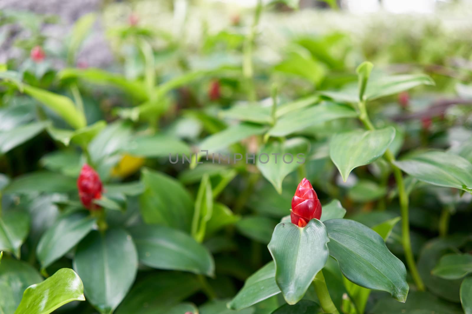 Close up Zingiber zerumbet Smith red flower as cone and green leaves on outdoor garden.
