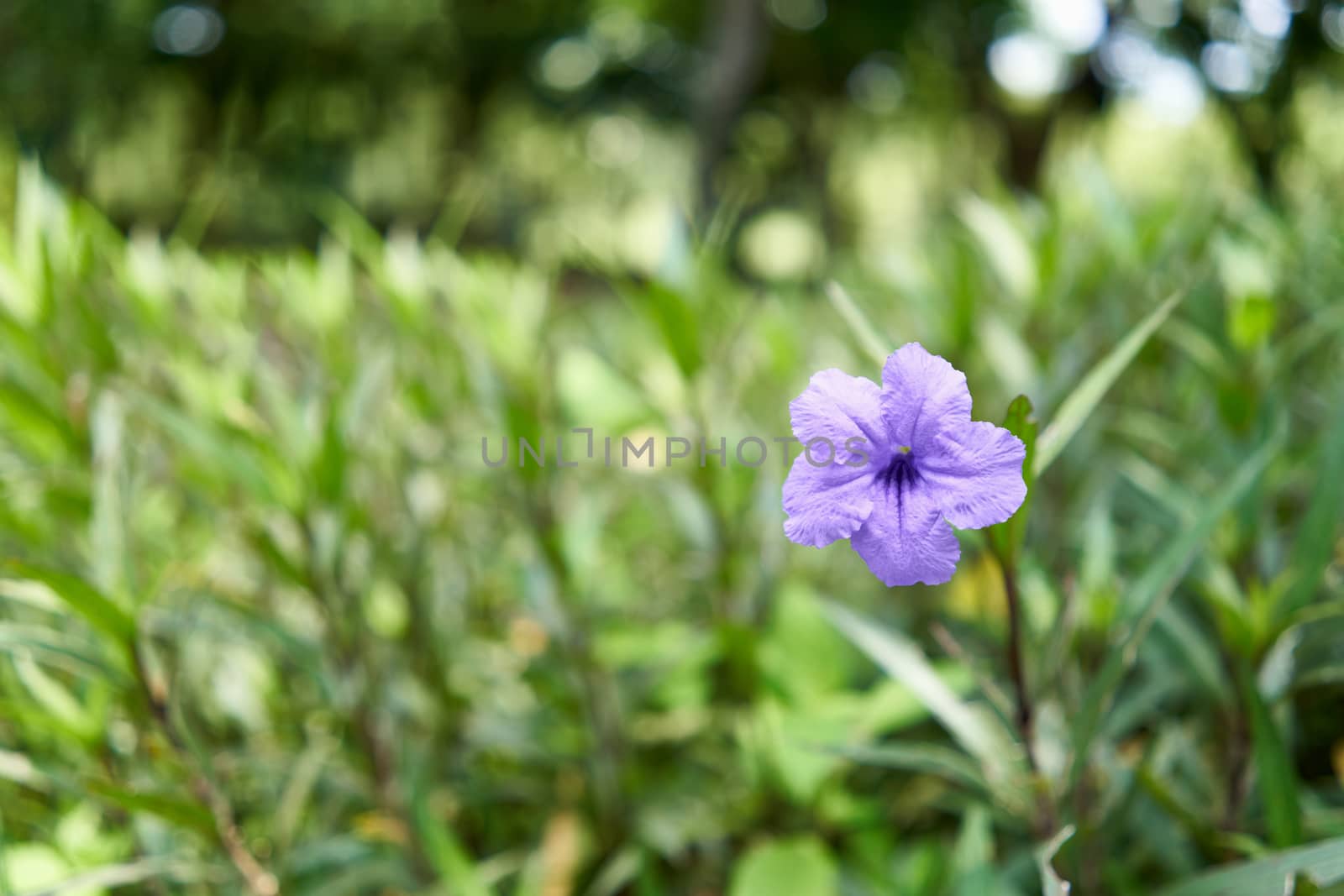 Ruellia tuberosa or Toi ting flower have violet color and green leaf tapering with copy space.