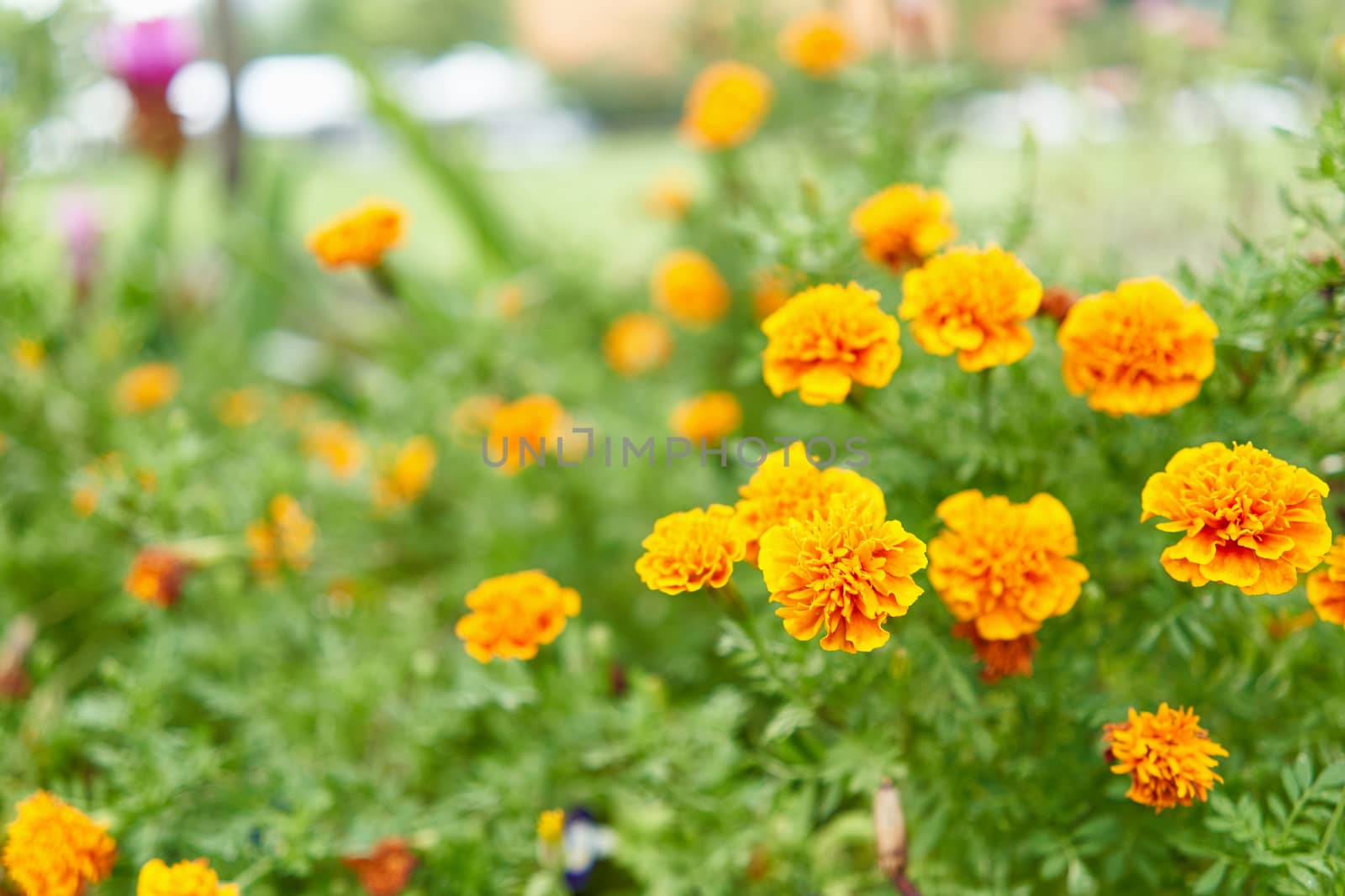 Tagetes erecta or marigold have yellow and orange flower with green leaves in garden with copy space.