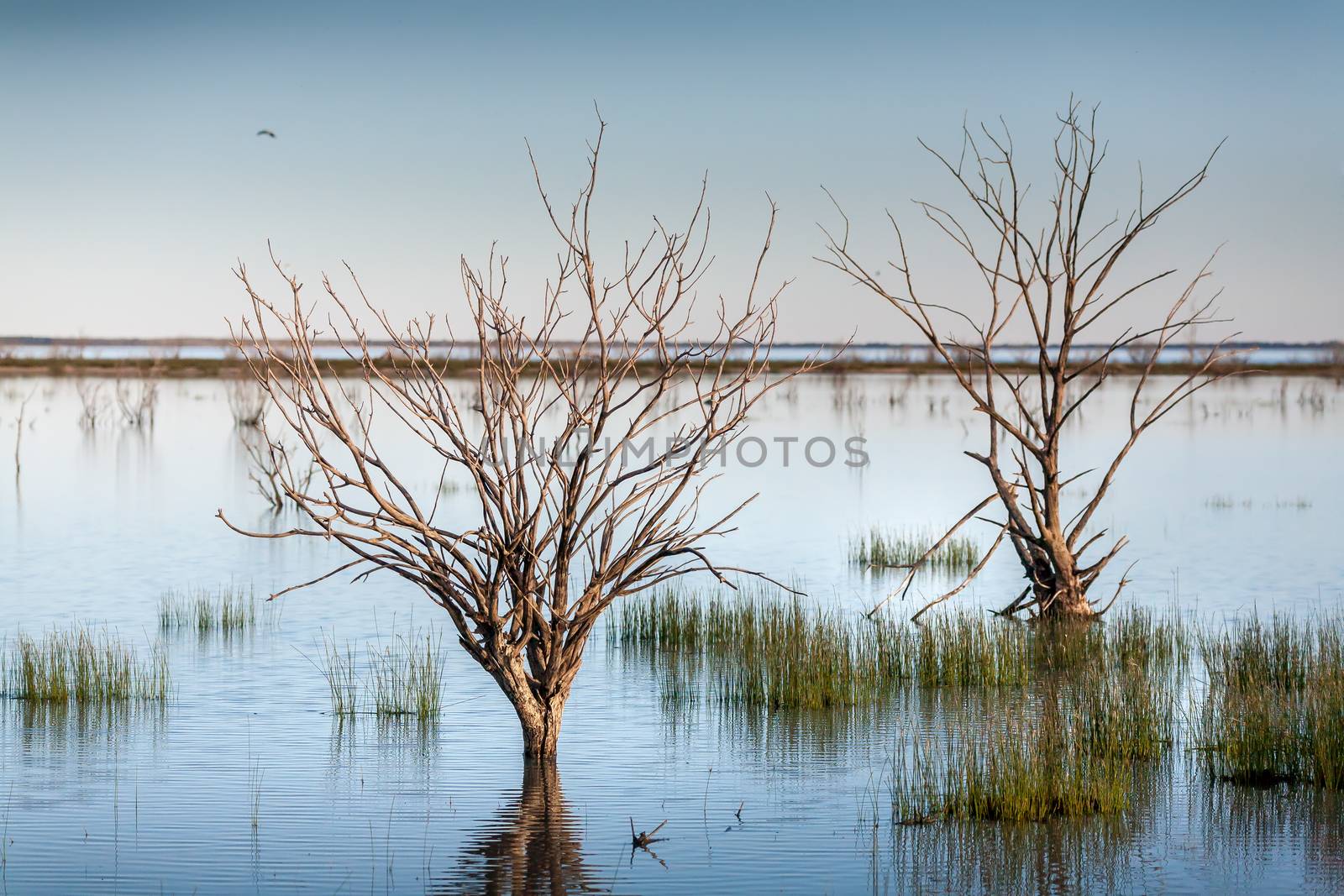 Trees and grasses swamped in outback lake oasis by lovleah
