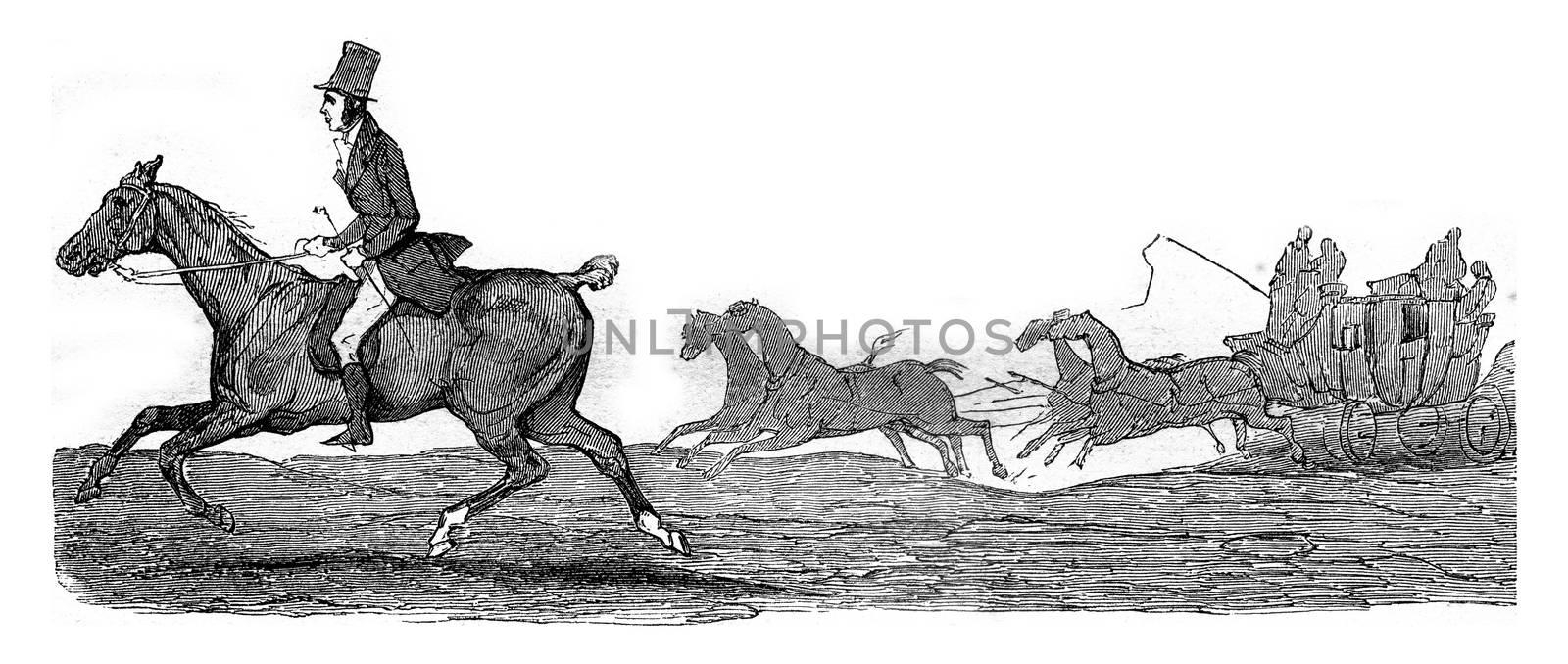 Kob, little horse half-blood who struggle with speed trunk Boston for thirty-three leagues, vintage engraved illustration. Magasin Pittoresque 1845.
