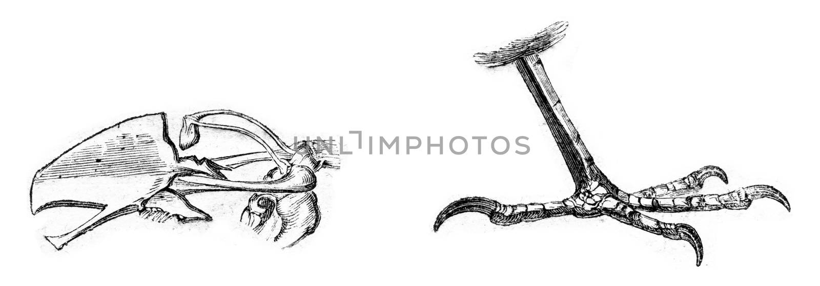 Bone and sternum leg of Dunnock, vintage engraving. by Morphart