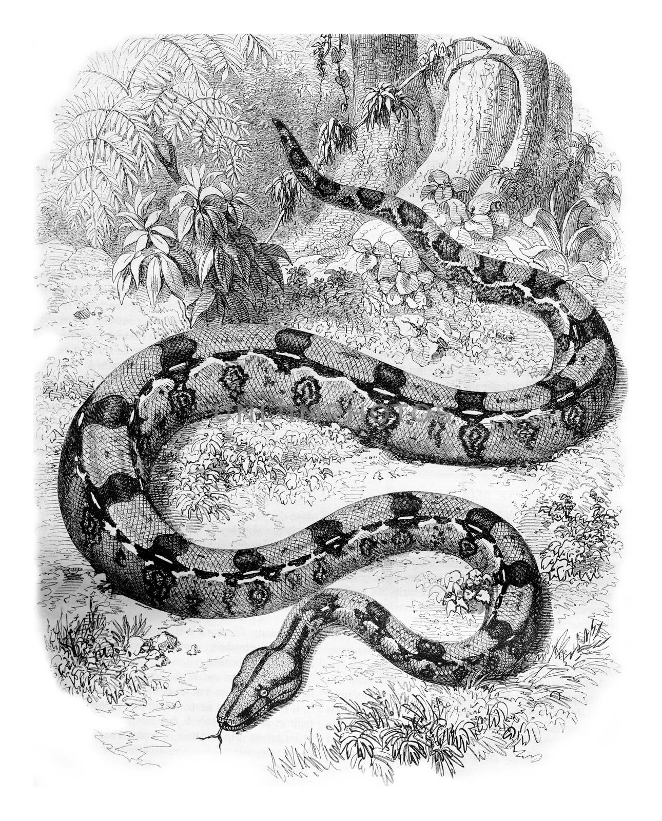 The Sucuruhyu or Boa gigas, vintage engraving. by Morphart