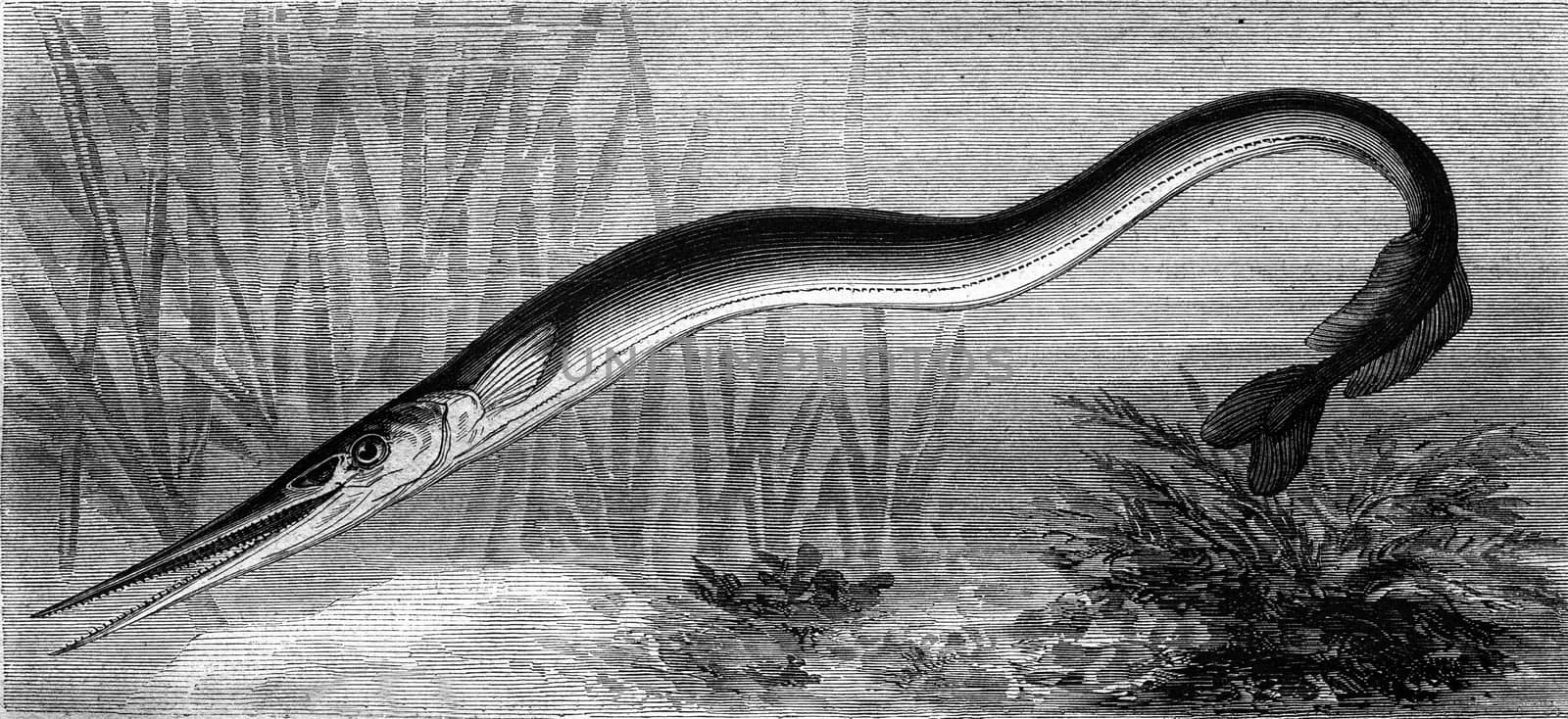 The Garfish, vintage engraved illustration. Magasin Pittoresque 1869.
