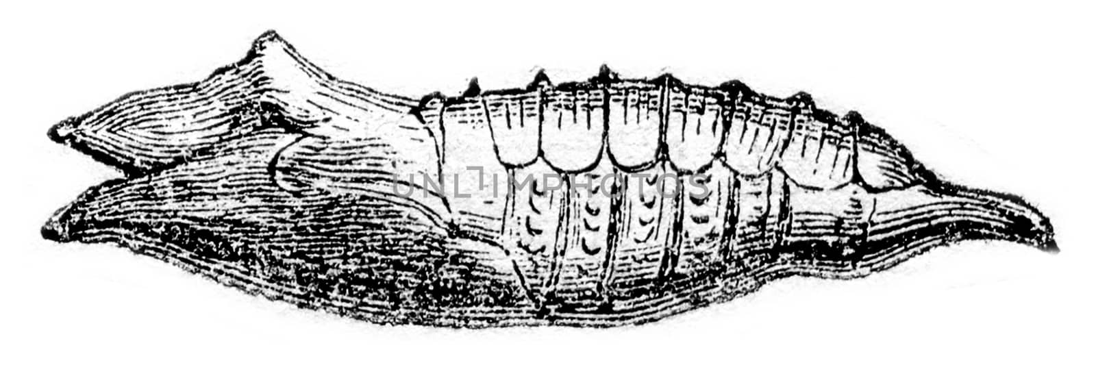 Chrysalis of Vanesse lo, vintage engraved illustration. Magasin Pittoresque 1870.
