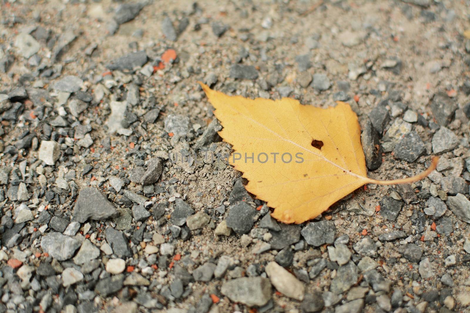 Yellow autumn leaf on the old destroyed asphalt with stones