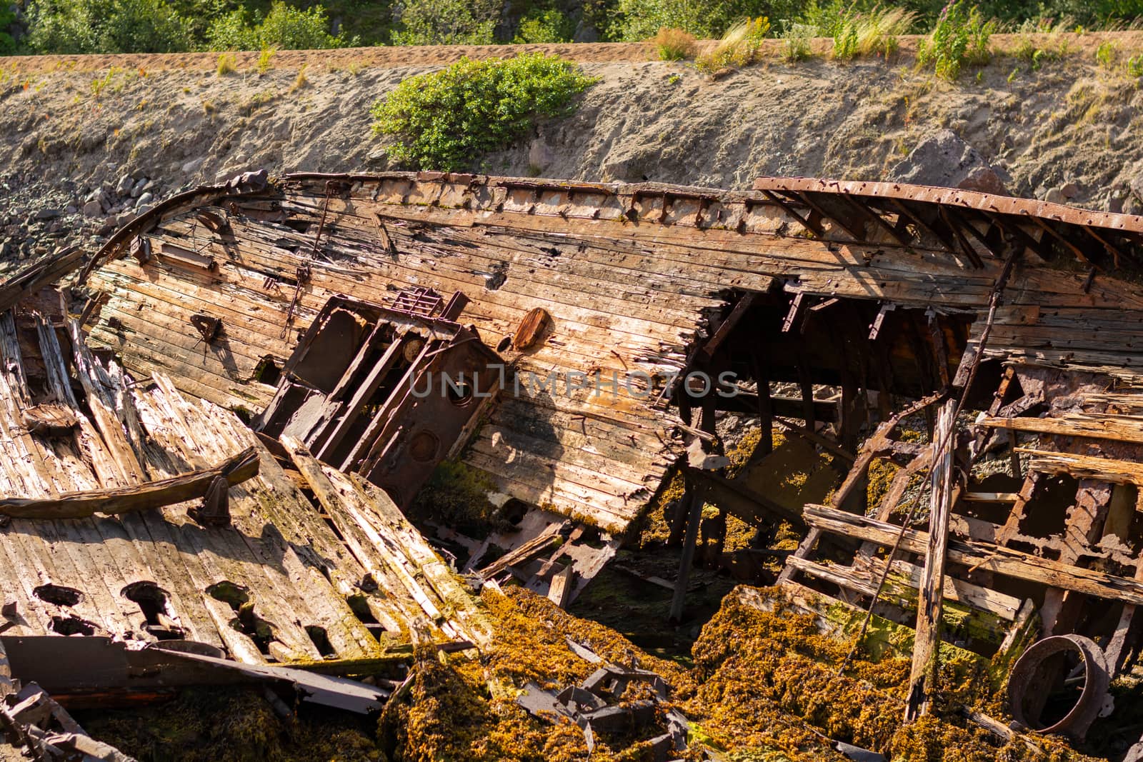 A large wrecked ship lies on its side on the seashore. Rust Peeps through the skeleton of the ship, plants sprout through the old tree