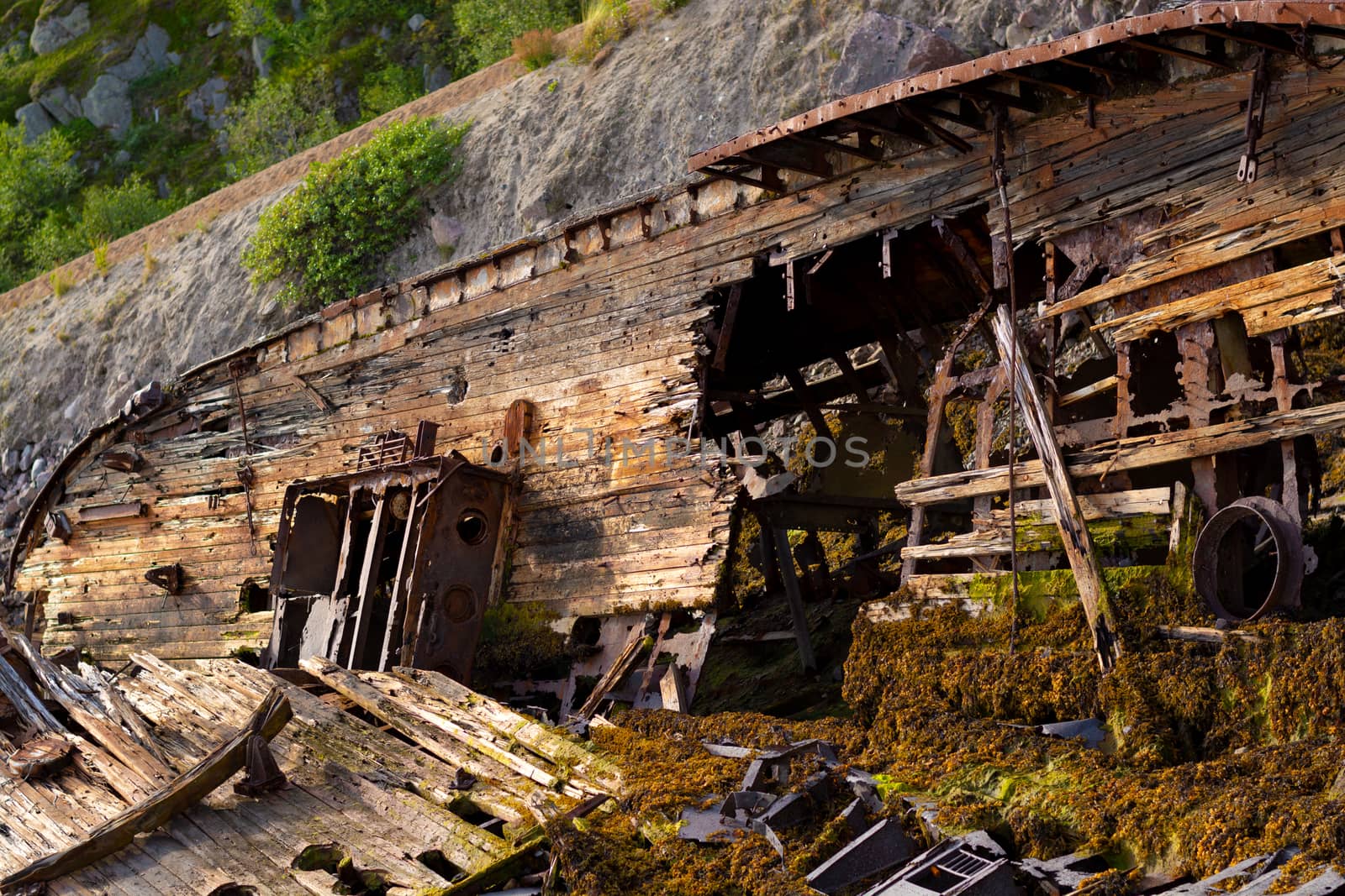 A large wrecked ship lies on its side on the seashore. Rust Peeps through the skeleton of the ship, plants sprout through the old tree