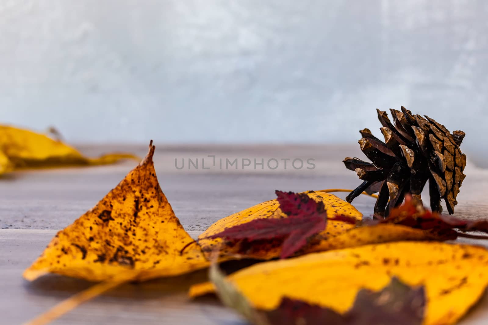 Red, yellow, orange autumn leaves, as well as berries and cones lie on wooden boards. Background image.