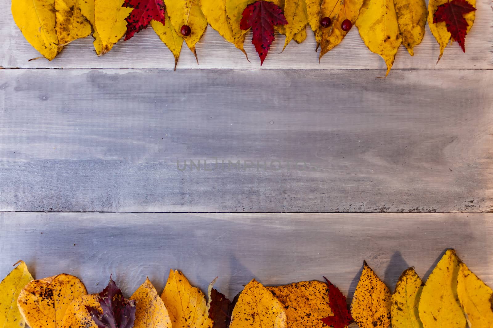 Red, yellow, orange autumn leaves, as well as berries and cones lie on wooden boards. Background image.