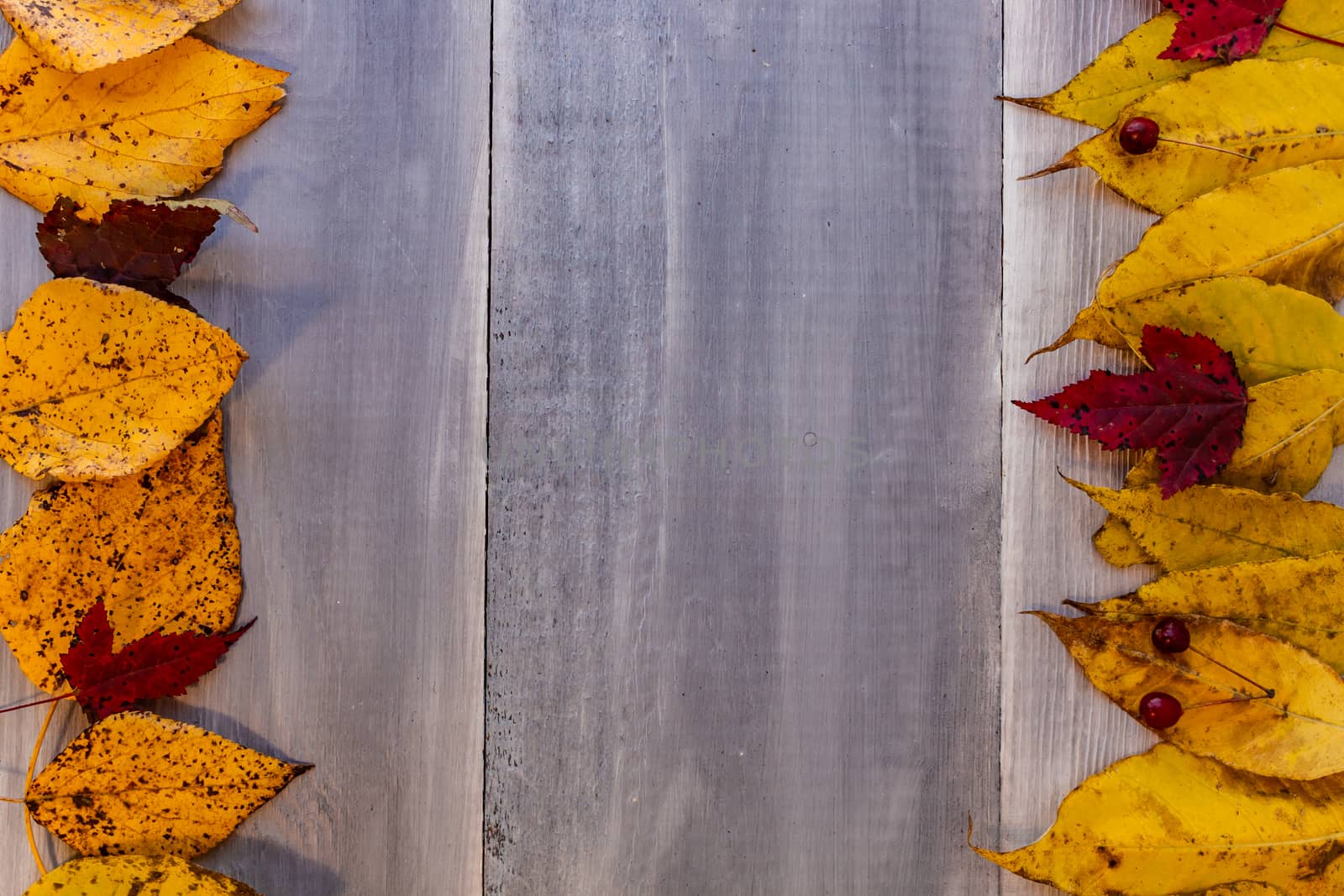 Red, yellow, orange autumn leaves, as well as berries and cones lie on wooden boards. Background image.