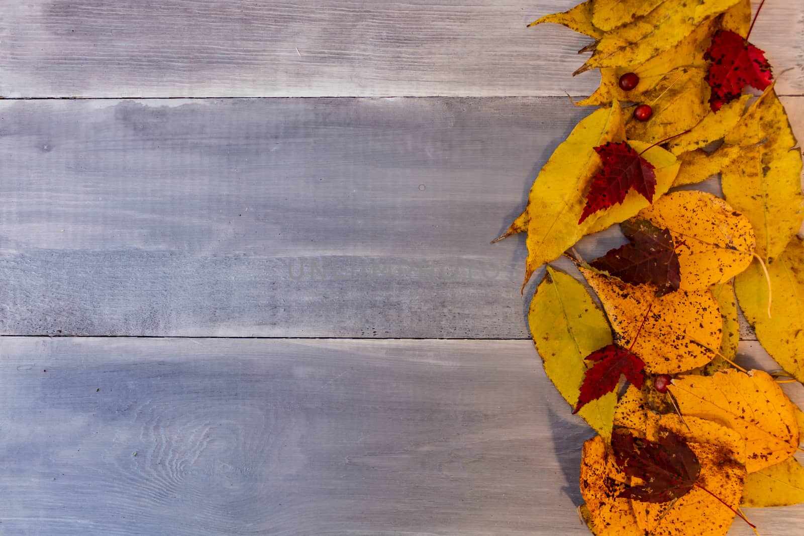 Red, yellow, orange autumn leaves, as well as berries and cones lie on wooden boards. Background image.